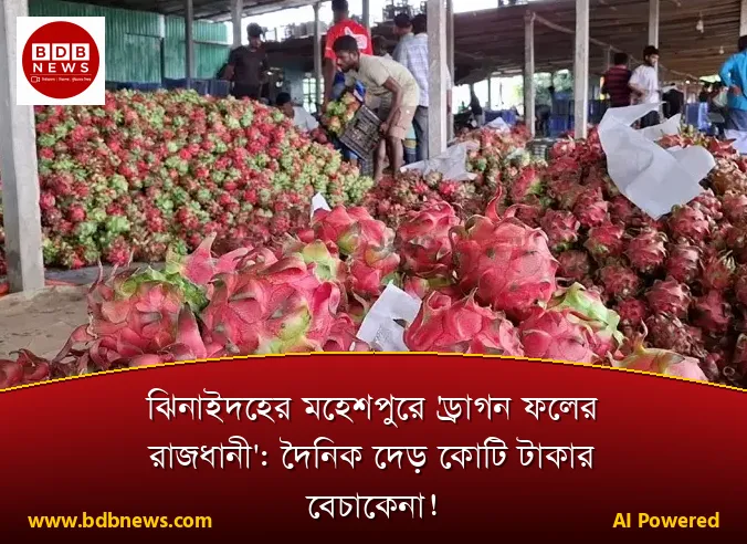 ঝিনাইদহের মহেশপুরে 'ড্রাগন ফলের রাজধানী': দৈনিক দেড় কোটি টাকার বেচাকেনা!